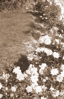 2 9 pour les cosaques