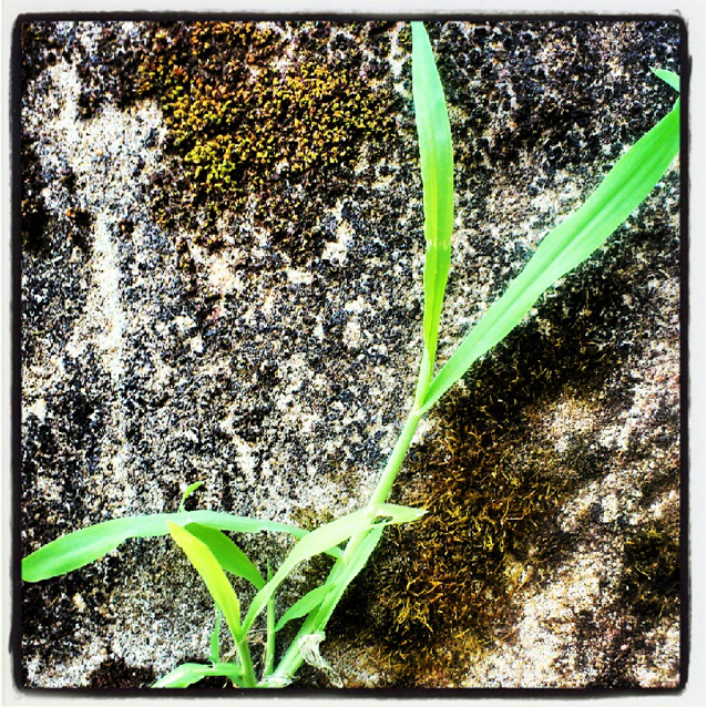 Comme des herbes