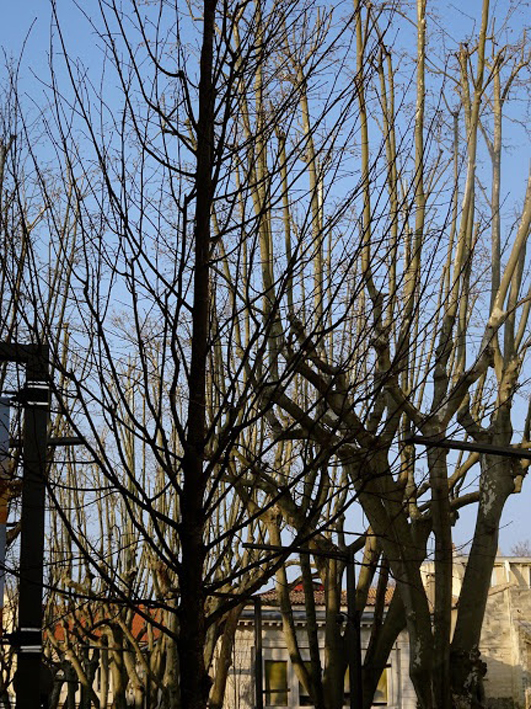 ce serait - 54 - la sève