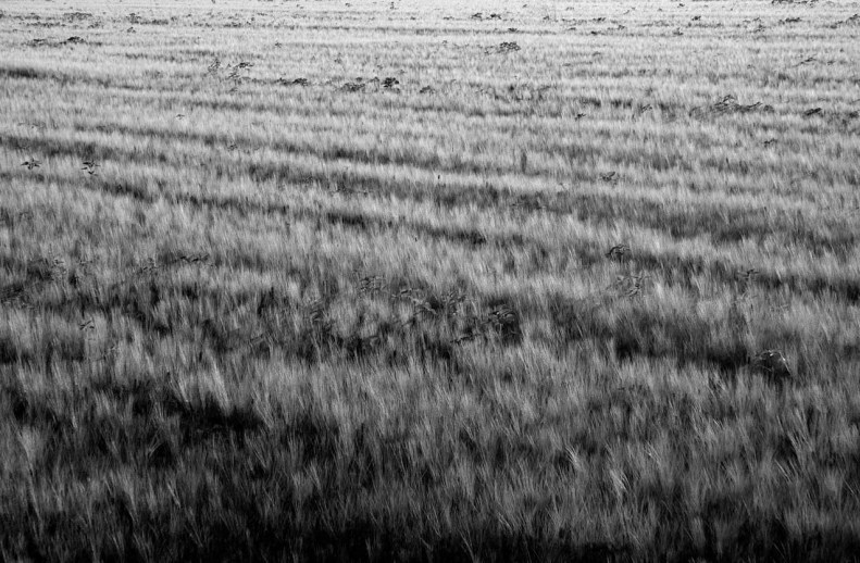 marlen-sauvage-ble-N&B