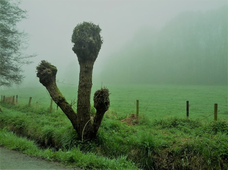 Epars à perte de vue 1