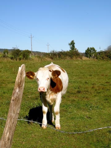 pour les cosaques - une rencontre