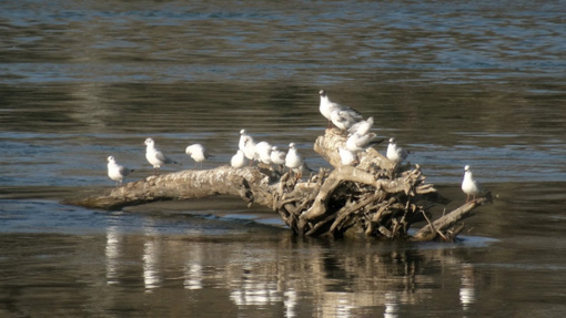 pour les cosaques l'âge d'or des poissons_modifié-1