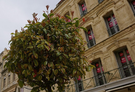 pour les cosaques - précocité audacieuse.jpg