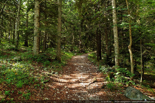 sentier-forestier-vercors-01.jpg